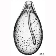 Lagena varioperforata Buchner, 1940 Lagena varioperforata Buchner, 1940