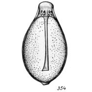 Lagena varioperforata Buchner, 1940 Lagena varioperforata Buchner, 1940