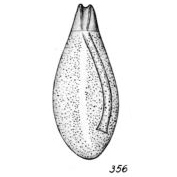 Lagena varioperforata Buchner, 1940 Lagena varioperforata Buchner, 1940