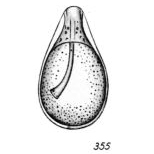 Lagena varioperforata Buchner, 1940 Lagena varioperforata Buchner, 1940