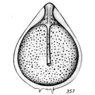 Lagena varioperforata Buchner, 1940