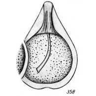 Lagena varioperforata Buchner, 1940