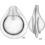 Chromista - Foraminifera (foraminifers)