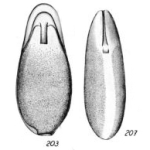 Lagena laevigata var. labiata Buchner, 1940