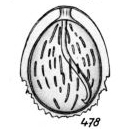 Lagena nucelloides var. corrosa Buchner, 1940