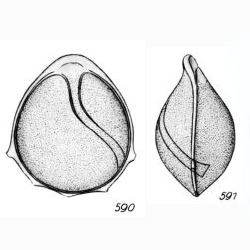 Lagena staphyllearia var. perforatissima Buchner, 1940