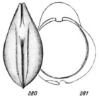 Lagena annectens f. variocarinata Buchner, 1940