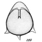Lagena annectens f. pseudostaphyllearia Buchner, 1940 Lagena annectens f. pseudostaphyllearia Buchner, 1940