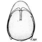 Lagena annectens f. pseudostaphyllearia Buchner, 1940 Lagena annectens f. pseudostaphyllearia Buchner, 1940