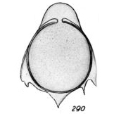 Lagena annectens f. pseudostaphyllearia Buchner, 1940 Lagena annectens f. pseudostaphyllearia Buchner, 1940