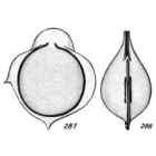 Lagena annectens f. pseudostaphyllearia Buchner, 1940