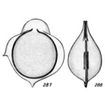 Lagena annectens f. pseudostaphyllearia Buchner, 1940