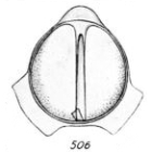 Lagena lateralis f. alata Buchner, 1940