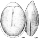 Lagena lateralis f. carinata Buchner, 1940