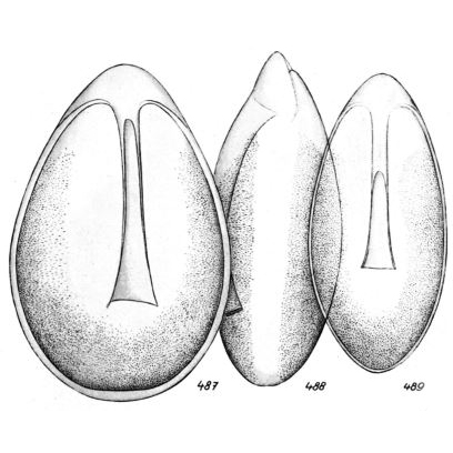 Lagena lateralis f. simplex Buchner, 1940