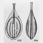 Lagena tenuistriata f. disjungens Buchner, 1940