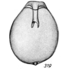 Lagena furcillifera f. circumcincta Buchner, 1940