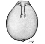 Lagena furcillifera f. circumcincta Buchner, 1940