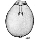 Lagena furcillifera f. circumcincta Buchner, 1940