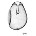 Lagena furcillifera f. simplex Buchner, 1940