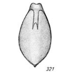 Lagena furcillifera f. simplex Buchner, 1940