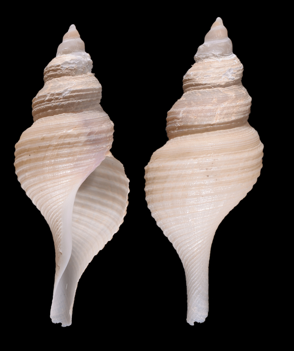 Aforia (Dallaforia) indomaris Sysoev & Kantor, 1988. Holotype, SL 48.9 mm Aforia (Dallaforia) indomaris Sysoev & Kantor, 1988. Holotype, SL 48.9 mm