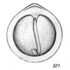 Lagena staphyllearia f. inermis Buchner, 1940