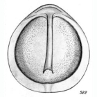 Lagena staphyllearia f. inermis Buchner, 1940