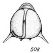 Lagena staphyllearia f. longispina Buchner, 1940