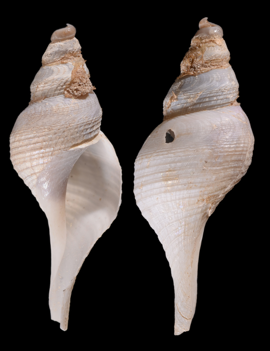 Aforia moskalevi Sysoev & Kantor, 1987. Holotype SL 32.8 mm Aforia moskalevi Sysoev & Kantor, 1987. Holotype SL 32.8 mm