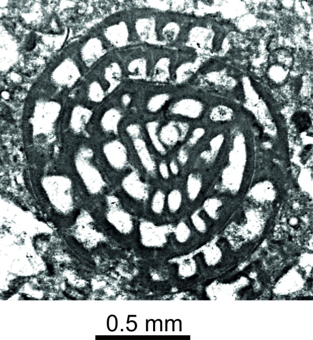 Simplorabanitina simplex Consorti, Schlaginweit and Yazdi-Moghadam, 2022 Simplorabanitina simplex Consorti, Schlaginweit and Yazdi-Moghadam, 2022