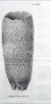 Spongia labyrinthiformis Vahl, 1793