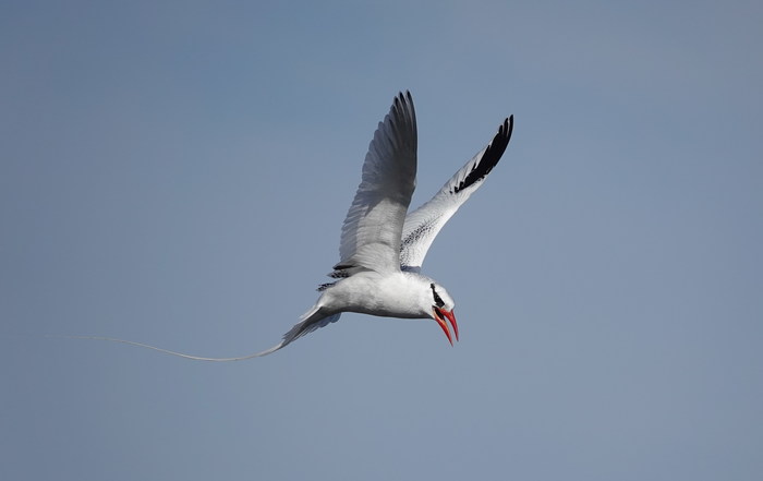 Phaethon aethereus Phaethon aethereus