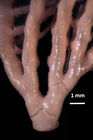 Neometra conanimis AH Clark 1914 Holotype USNM 35559