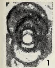 Moncharmontia apenninica (De Castro, 1966)