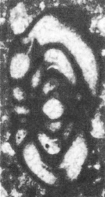 Fleuryana adriatica De Castro, Drobne & Gušić, 1994