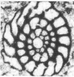 Fleuryana adriatica De Castro, Drobne & Gušić, 1994