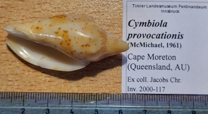 Cymbiola provocationis (McMichael, 1961)