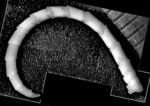 Antedon scalaris AH Clark, 1907 Holotype USNM 22629 