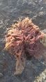 Rhodophyta (red algae)