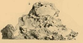 Suberites carnosus depressus Topsent, 1900