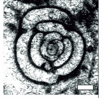 Cairoella tricamerata Chiocchini & Pichezzi, 2016 Cairoella tricamerata Chiocchini & Pichezzi, 2016