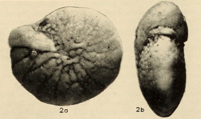 Fissoelphidium Smout, 1955 Fissoelphidium Smout, 1955