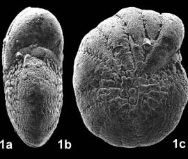 Fissoelphidium operculiferum Smout, 1955