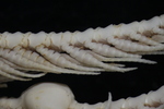 Antedon angusticalyx Carpenter 1884, Cotype BMNH 88.11.9.80