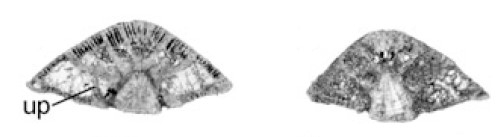 Rotorbinella hensoni (Smout, 1954)