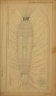 Grantia ciliata var.spinispiculum Carter, 1876