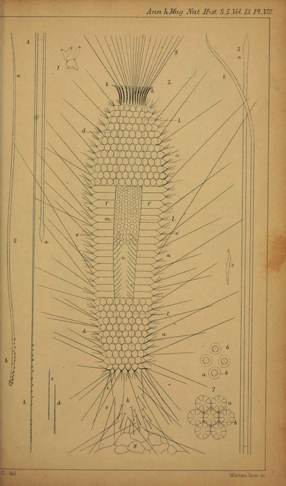 Grantia ciliata var.spinispiculum Carter, 1876 Grantia ciliata var.spinispiculum Carter, 1876