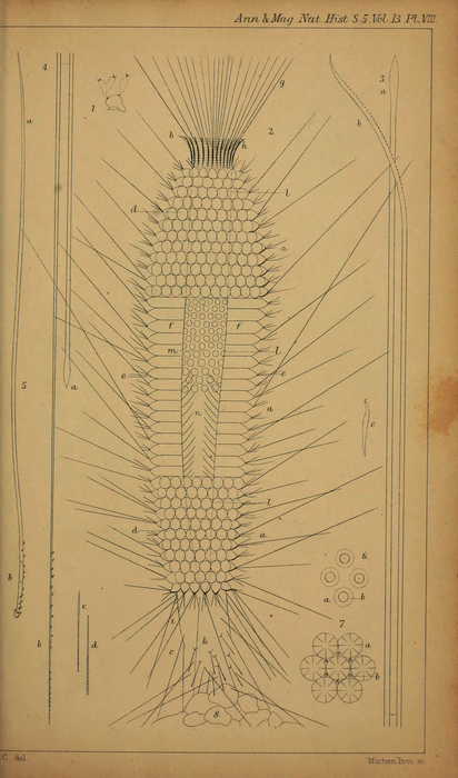 WoRMS - World Register of Marine Species - Dumontia simplex Cotton, 1906