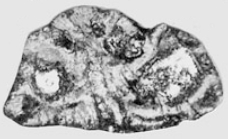 Rotalispira pyrenaica Hottinger, 2014